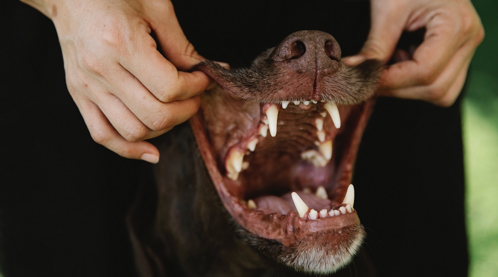kutya fogápolás panzi pet